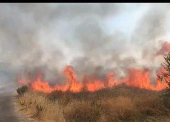 VIDEO/ Përfshihet nga flakët një pus nafte në Patos, marrin flakë ullishtet pranë