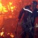 Situatë kritike nga zjarret edhe në Algjeri, regjistrohen 42 persona të vdekur