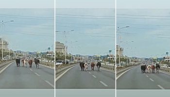 VIDEO: Lopët “marrin rrugën” në këmbë në autostradën Tiranë-Durrës