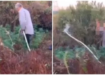 VIDEO/ “Hë si u gdhive xhaxha?” I moshuari kapet “mat” nga policët, kur po vadiste hashashin në tokën e tij