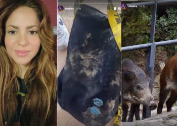 E paprecedentë! Shakira sulmohet nga derrat e egër: Shikoni si ma kanë shqyer…