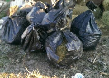Vlorë/ E vërteta e vjedhjes, shkuan natën në stan për t’u marrë kanabisin, babë e bir përleshje me 3 hajdutët