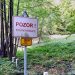 Humbi në pyll para 2 ditësh, gjendet e gjallë 8-vjeçarja në pyllin afër qytetit