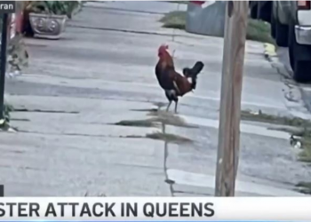 VIDEO/ Gjeli terrorizon lagjen në New York duke sulmuar kalimtarët: Ai është në luftë, agresiv e djallëzor