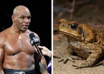 Mike Tyson habit botën me sekretin e tij: Rilinda duke pirë helmin e zhabave!