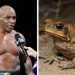 Mike Tyson habit botën me sekretin e tij: Rilinda duke pirë helmin e zhabave!