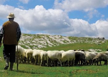 Buxheti/ Ministrja e Bujqësisë: Do të ngremë Akademi për barinjtë dhe do i subvensiojmë për mbajtjen e tufës
