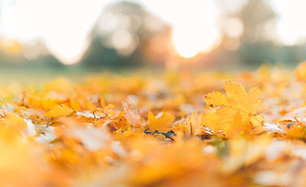 Fallen leaves in autumn forest at sunny weather