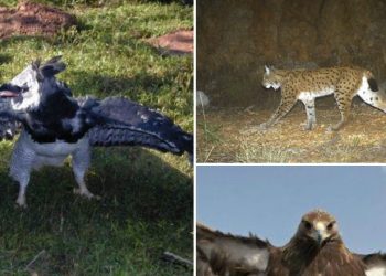 Nga hardhuca, breshka, lepuri, ujku, bolla tek pula e livadheve, 290 speciet që do merren në mbrojtje, ndalohet vrasja e tyre me ligj