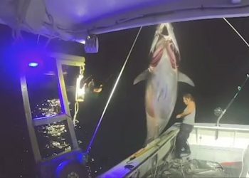 VIDEO/ Gruaja kap peshkun 272 kg, shikoni si “lufton” për ta futur në anije