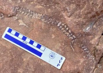Gjendet skeleti 290 milionë vjeçar në SHBA