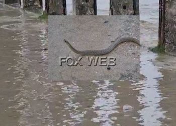 VIDEO/ Çudirat e përmbytjeve/ Ujërat nxjerrin në rrugët e Vlorës edhe gjarpërinj në ikje për t’i shpëtuar vërshimeve