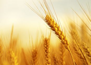 Kinë, prodhimi vjetor i grurit arriti rekord në vitin 2021