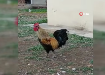 VIDEO/ Njihuni me Baftjarin, gjelin “VIP” që këndon deri sa i bie të fikët. Pronari: Kam marrë…!