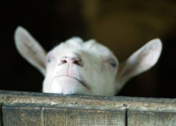 Arrestohet prifti i dehur/ Preu kokën e një burri në vend të dhisë me rastin e festës së sakrifikimit