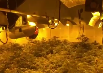 Laboratori i drogës në Berdicë së Shkodrës/ Lirohen 5 punonjësit e OSHEE, prokurori Spahiu: Arrestimi ishte i paligjshëm