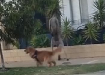 Qeni “sherr” me kangurin, e përzë nga zona e tij/ VIDEO bëhet virale