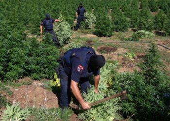 Rreth 1200 policë do nisin një kontroll masiv anti-drogë në mbarë vendin; ja urdhri për të gjitha Drejtoritë