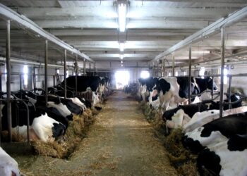 Ministria: Ja pse zgjodhëm kompensimin e blegtorëve për krerë dhe jo për litër