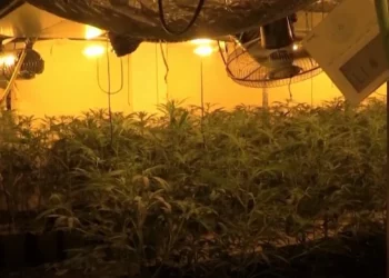 E konfirmon Policia! Ja epiqendra e tregut të paligjshëm të marijuanës në Evropë