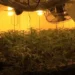 E konfirmon Policia! Ja epiqendra e tregut të paligjshëm të marijuanës në Evropë