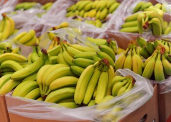 Shqiptarët konsumojnë më shumë banane/ Importet u dyfishuan në dekadën e fundit. Kryesojnë Ekuadori dhe Kolumbia