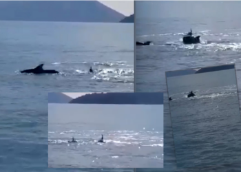 VIDEO/ Delfinët dhurojnë spektakël të pazakontë në brigjet e Karaburunit
