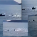 VIDEO/ Delfinët dhurojnë spektakël të pazakontë në brigjet e Karaburunit