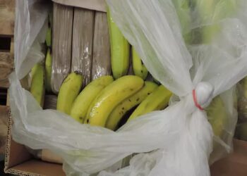 Gjenden pako me kokainë të fshehura mes bananeve në Gjermani, hetuesit: Vinin nga Ekuadori