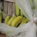 Gjenden pako me kokainë të fshehura mes bananeve në Gjermani, hetuesit: Vinin nga Ekuadori