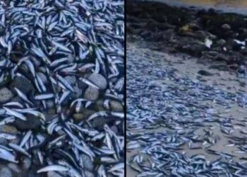 Katastrofë! Mijëra peshq të ngordhur dalin në breg të detit. Mister shkaqet