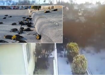VIDEO / Mbërritën si ‘re të zeza’, qindra zogj përplasen dhe ngordhin nëpër trotuaret e qytetit
