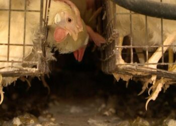 U konfirmua gripi i pulave/ Ministria e Bujqësisë urdhëron kryerjen e kontrollit veterinar në të gjitha fermat