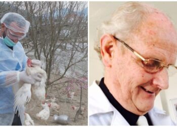Gripi i shpendëve/ Eksperti i Veterinarisë tregon rreziqet: Gabimet që bëhen në izolimin dhe groposjen e shpendëve