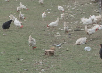 Konfirmohet në Durrës rasti i parë me H5N8, Ministria: Gatuajini mirë pulat dhe vezët!