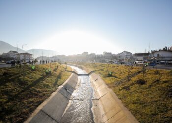 Mbillen 295 pemë gjatë Lanës, aksioni do shtrihet edhe në vende të tjera