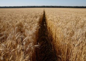 Preket edhe Shqipëria/ OKB paralajmëron rritje të çmimit të ushqimeve me 8-20% nga lufta në Ukrainë