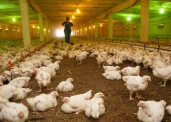U zbulua sot në Durrës! Çfarë është virusi H5N8 i shpendëve dhe a infektohen njerëzit?