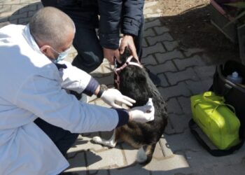 Qendra veterinare lëvizëse, për çdo vullnetar të Tiranës