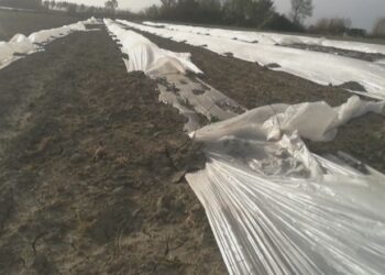 Lushnje/ Era e fortë dëmton 100 hektarë të mbjella me shalqi në Imshtë