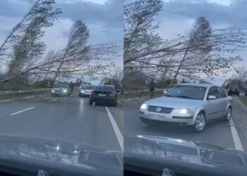 Moti i keq/ Era rrëzon pemën, bllokohet qarkullimi dhe ndërpritet energjia elektrike në Lezhë