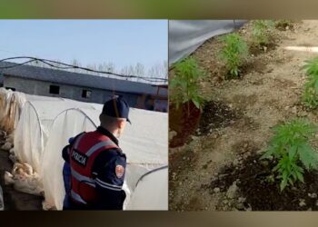 Durrës/ 925 fidanë kanabisi në 10 sera, në pranga dy persona dhe një tjetër në kërkim