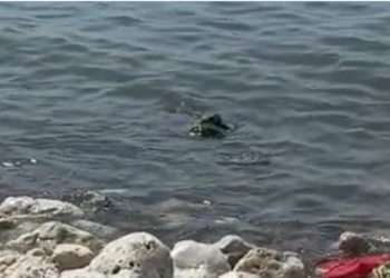 VIDEO+FOTO/ Mbytet një grua në Durrës, sendet personale i gjenden në breg