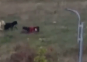 VIDEO/ Pamje të rënda: 3 qen sulmojnë një grua në kryeqytet, e shtrijnë përtokë