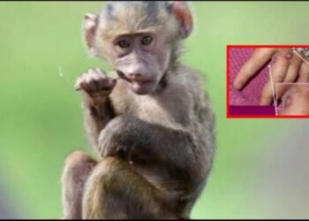 Disa shtete kanë nisur vaksinimin/ OBSH thirrje për masa: Lia e majmunëve nuk do…