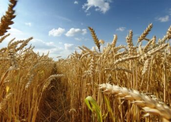 OKB paralajmëron: Pushtimi i Ukrainës mund të shkaktojë krizë globale ushqimore