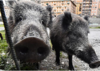 “Roma është prekur…”/ Murtaja e derrit, BE ngre alarmin: Ndaloni eksportimin nga zona e infektuar në shtetet e tjera