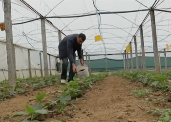 Rritja e çmimeve/ VOA: Në Shqipëri fermerët përdorin mbetjet e kafesë në vend të plehrave kimike