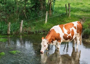 Shteti që në vend të parave, iu jep pensionistëve lopë