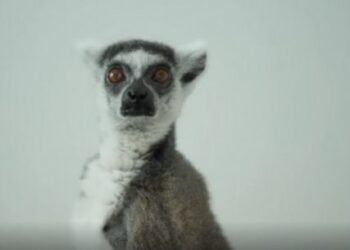 Një kafshë e re i shtohet Kopshtit Zoologjik, Veliaj: ‘Mbreti Julien’ ka ardhur në kryeqytet